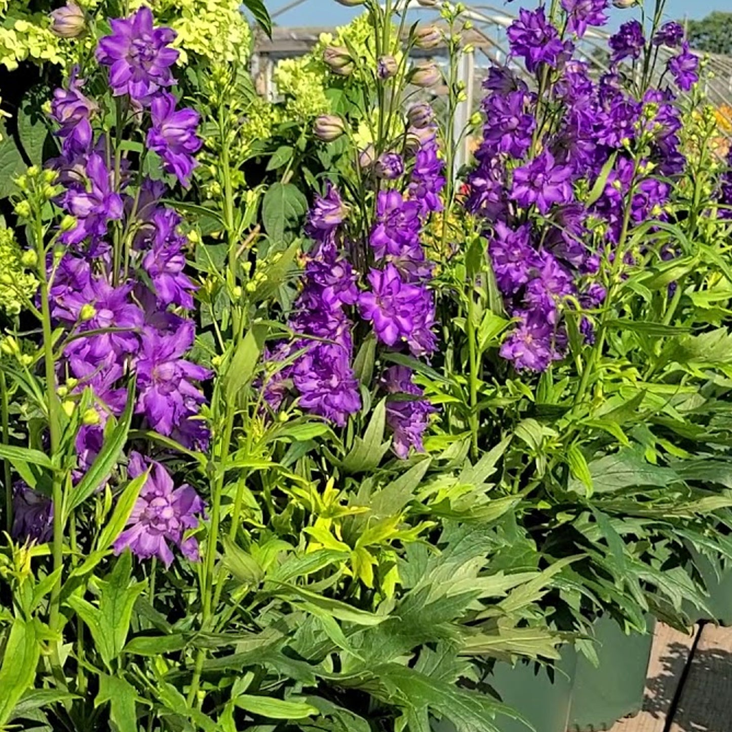 Delphinium Delgenius Breezin