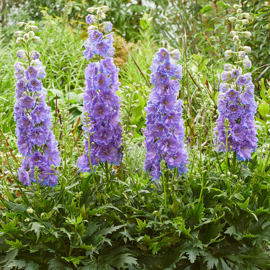 Delphinium Delgenius Shelby