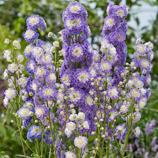Delphinium Highlander Bolero
