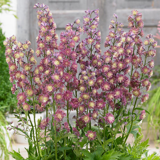 Delphinium Highlander Flamenco
