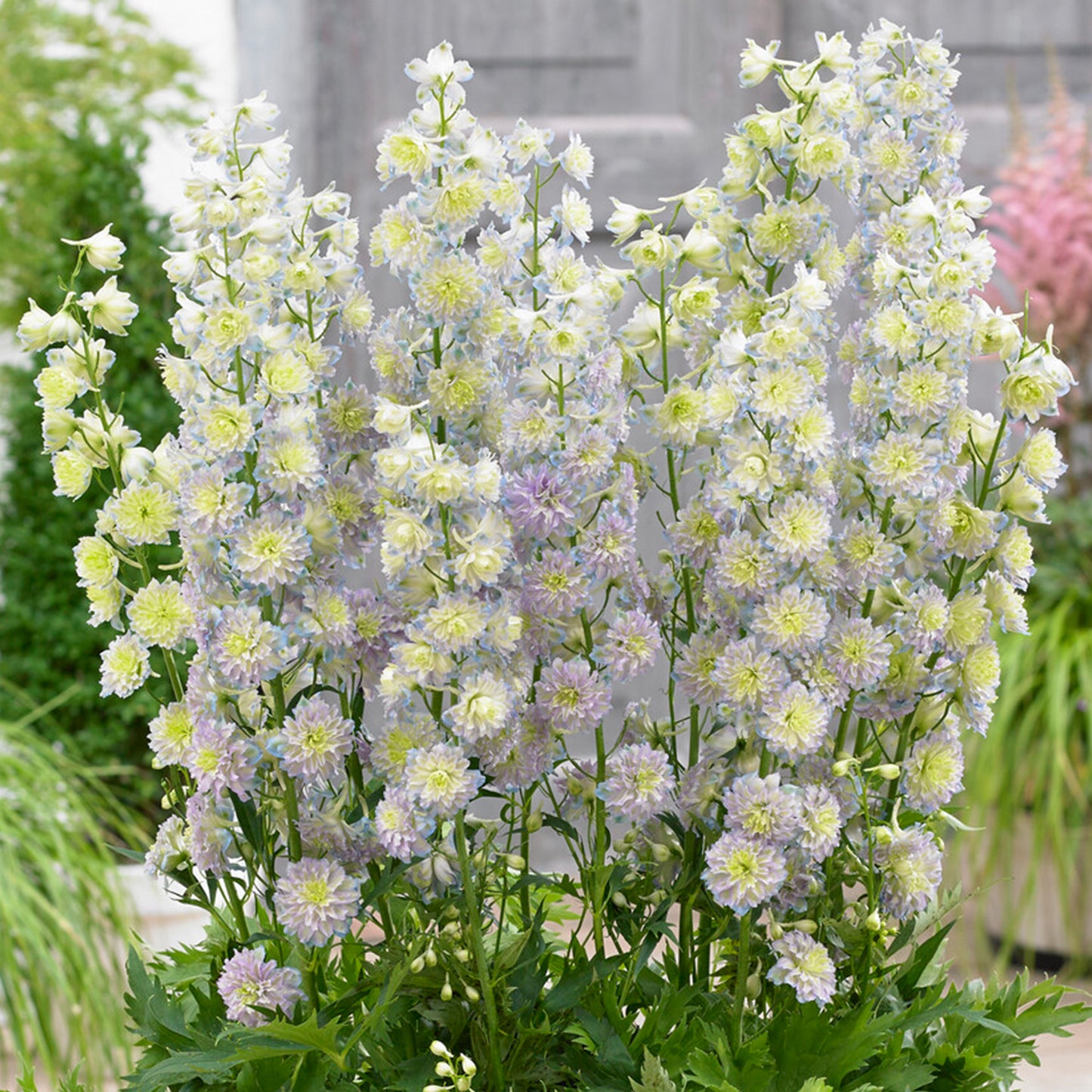 Delphinium Highlander Moonlight