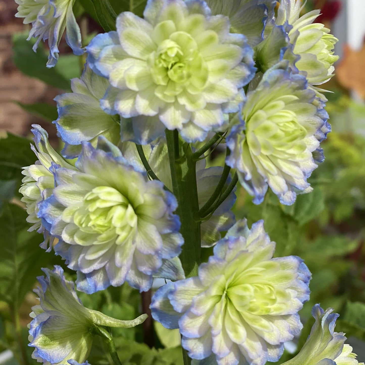 Delphinium Highlander Moonlight