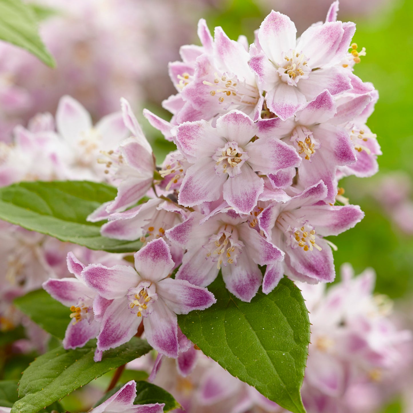 Deutzia Raspberry Sundae