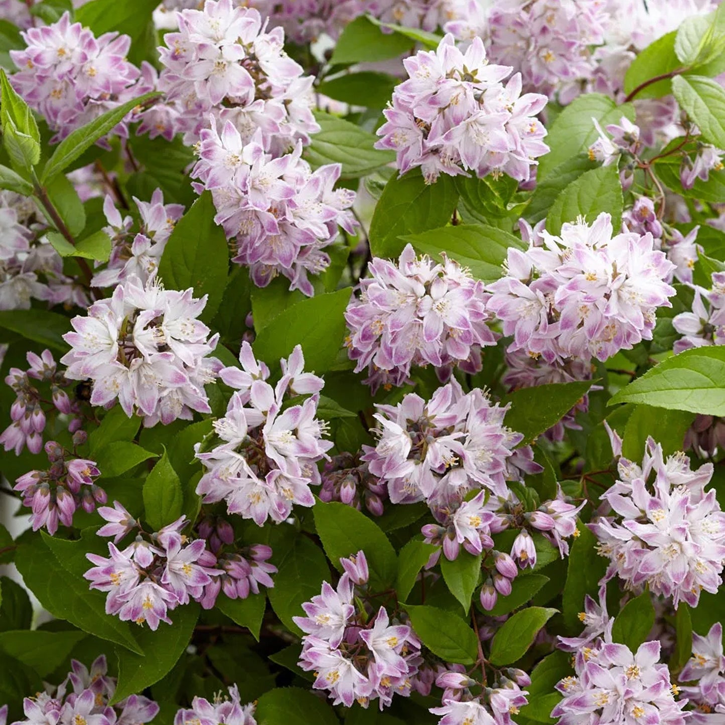 Deutzia Raspberry Sundae