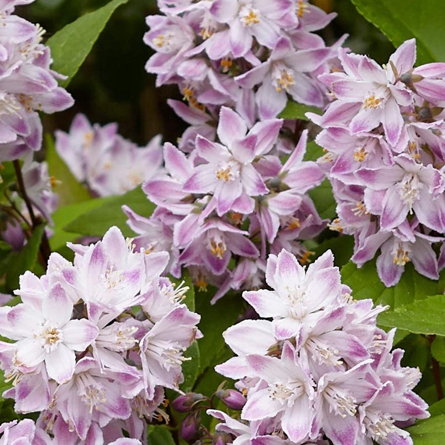 Deutzia Raspberry Sundae