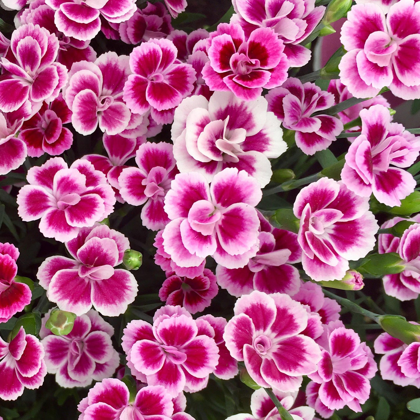 Dianthus Pink Kisses