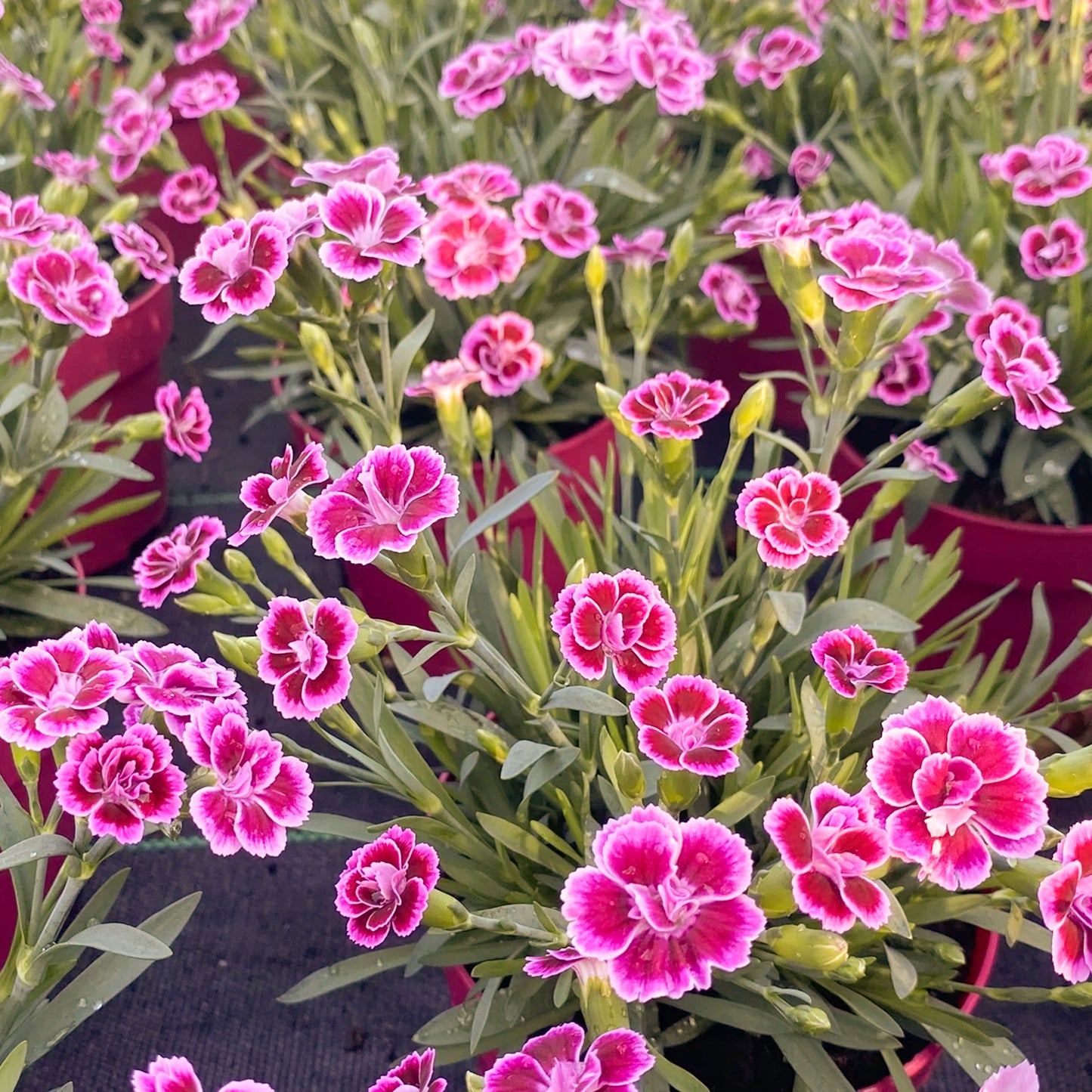 Dianthus Pink Kisses