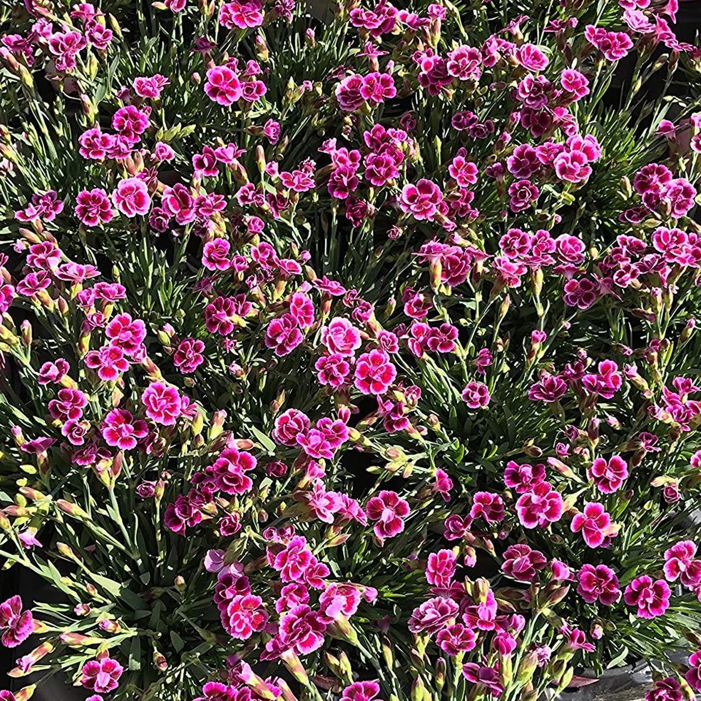 Dianthus Pink Kisses