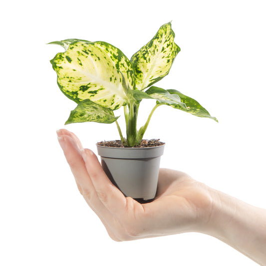 Baby Plants - Dieffenbachia Maculata Amy