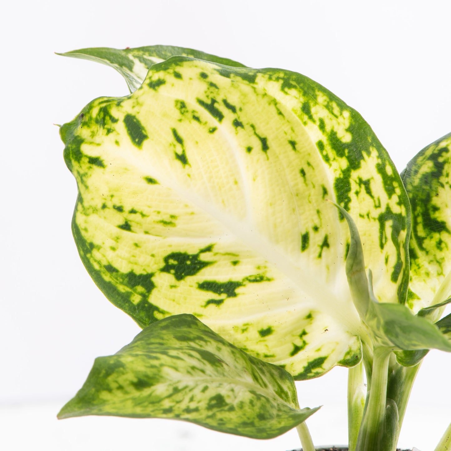 Baby Plants - Dieffenbachia Maculata Amy