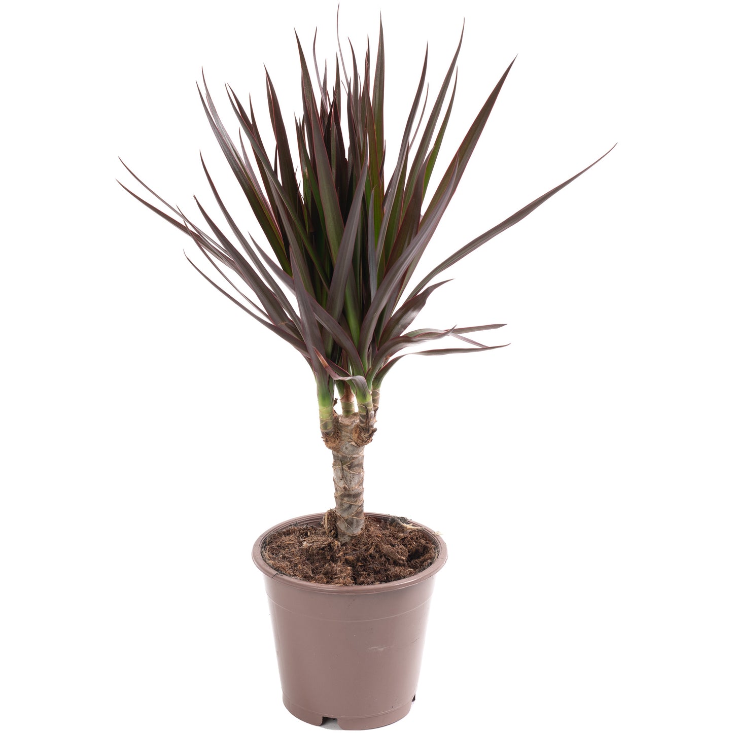 Dracaena Marginata