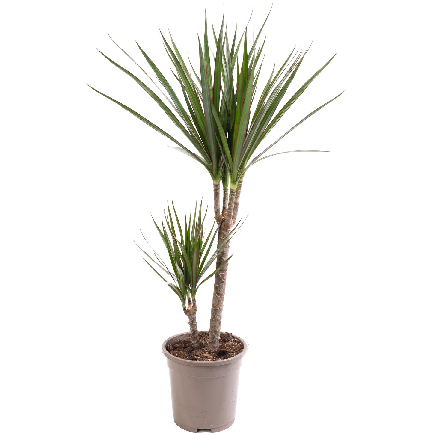 Dracaena Marginata