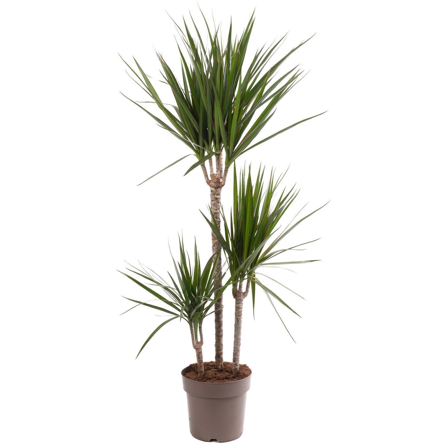 Dracaena Marginata