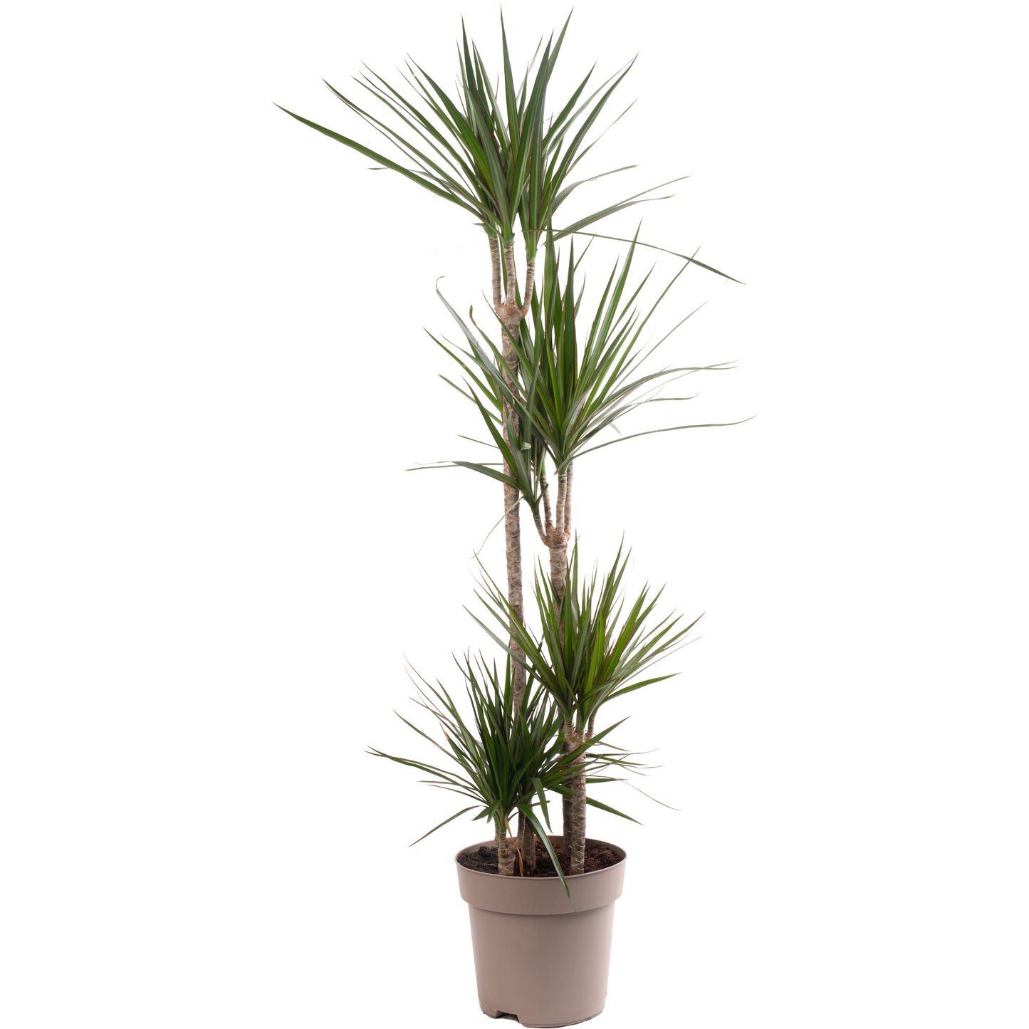 Dracaena Marginata