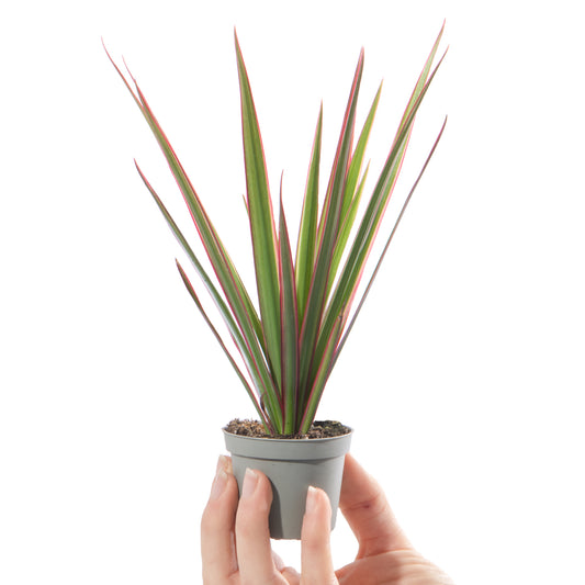 Baby Plants - Dracaena Bicolor
