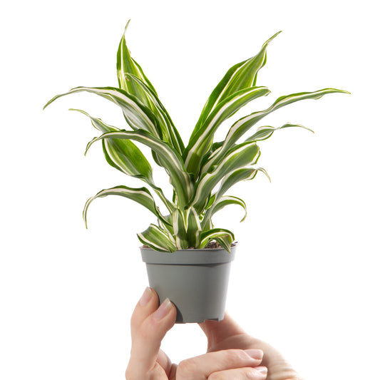 Baby Plants - Dracaena Dragontree Kanzi
