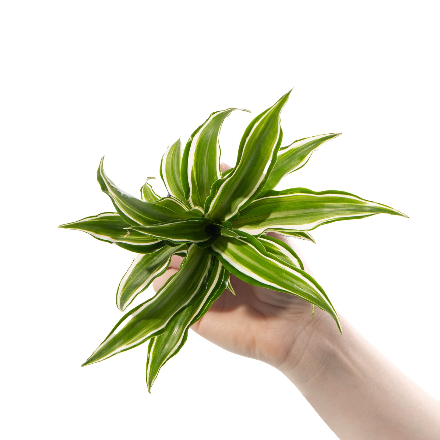 Baby Plants - Dracaena Dragontree Kanzi