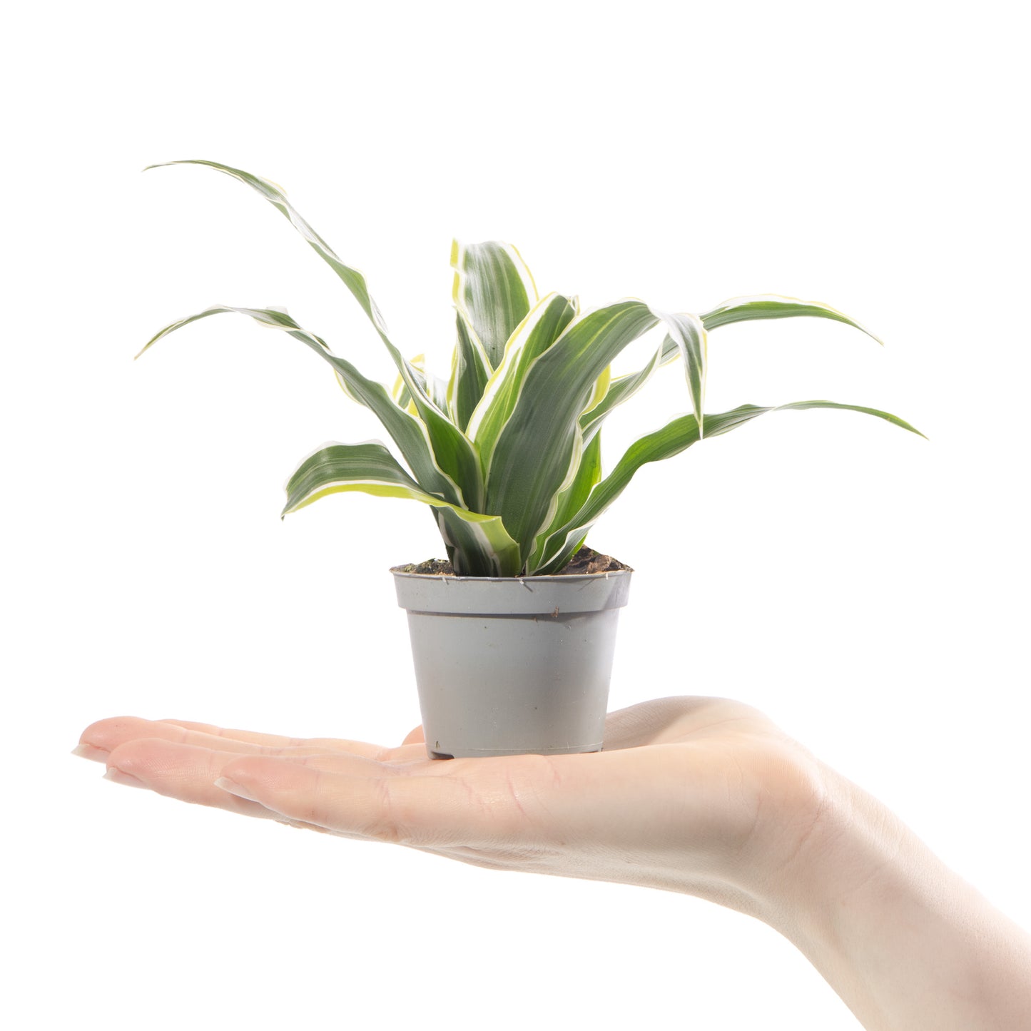 Baby Plants - Dracaena Dragontree Lemon Surprise