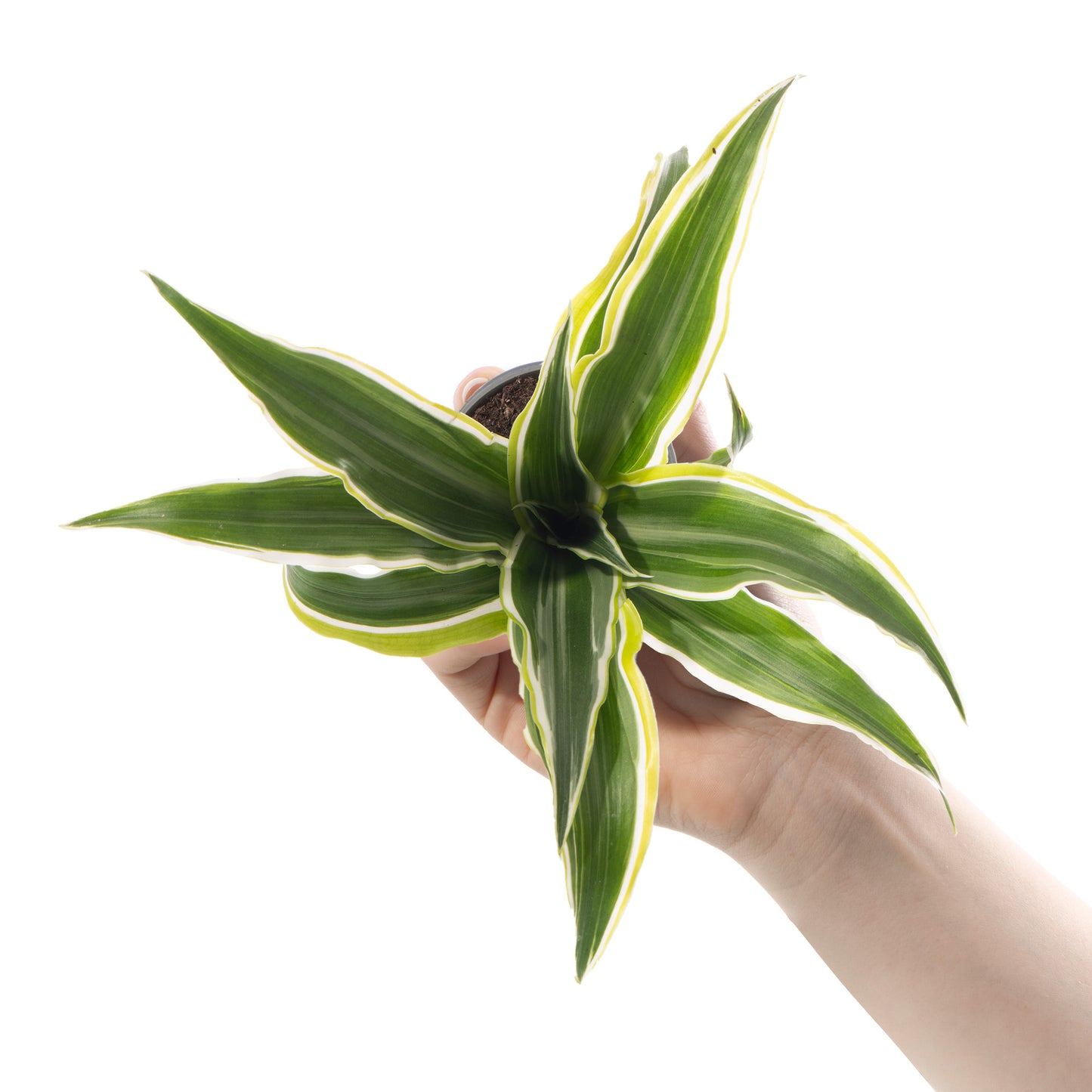 Baby Plants - Dracaena Dragontree Lemon Surprise