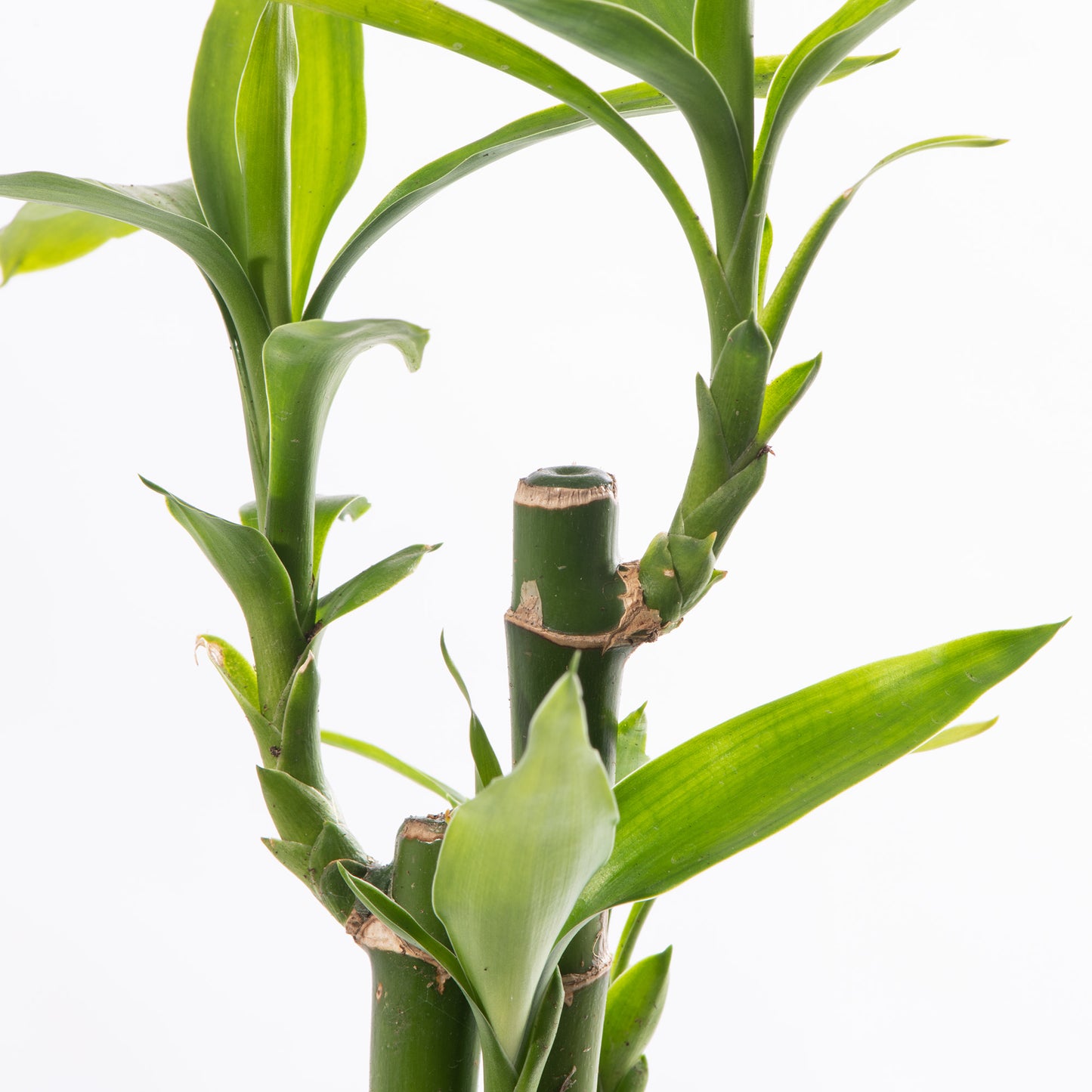 Baby Plants - Dracaena Sanderiana Lucky Bamboo