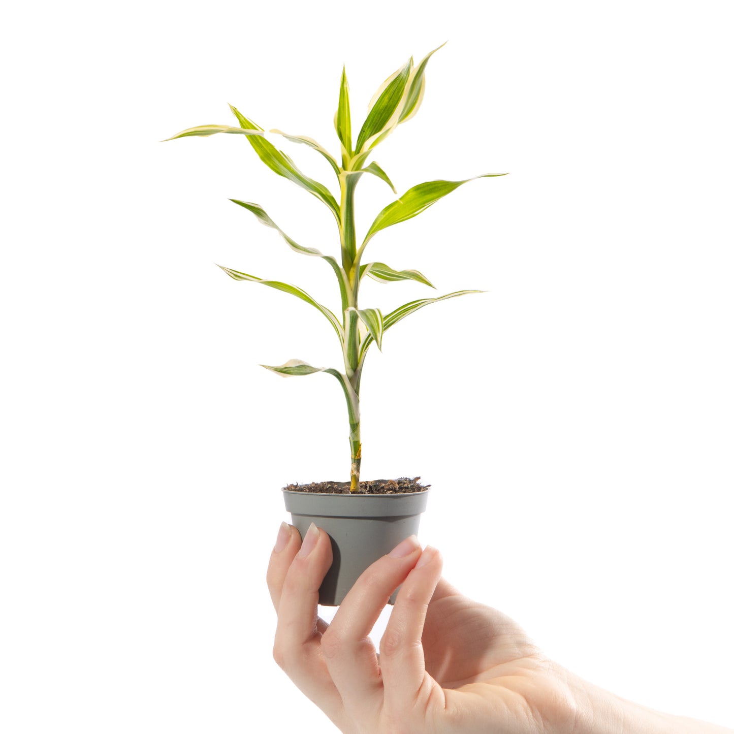 Baby Plants - Dracaena Sanderiana White Stripe