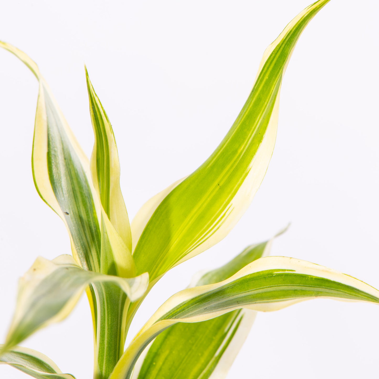 Baby Plants - Dracaena Sanderiana White Stripe