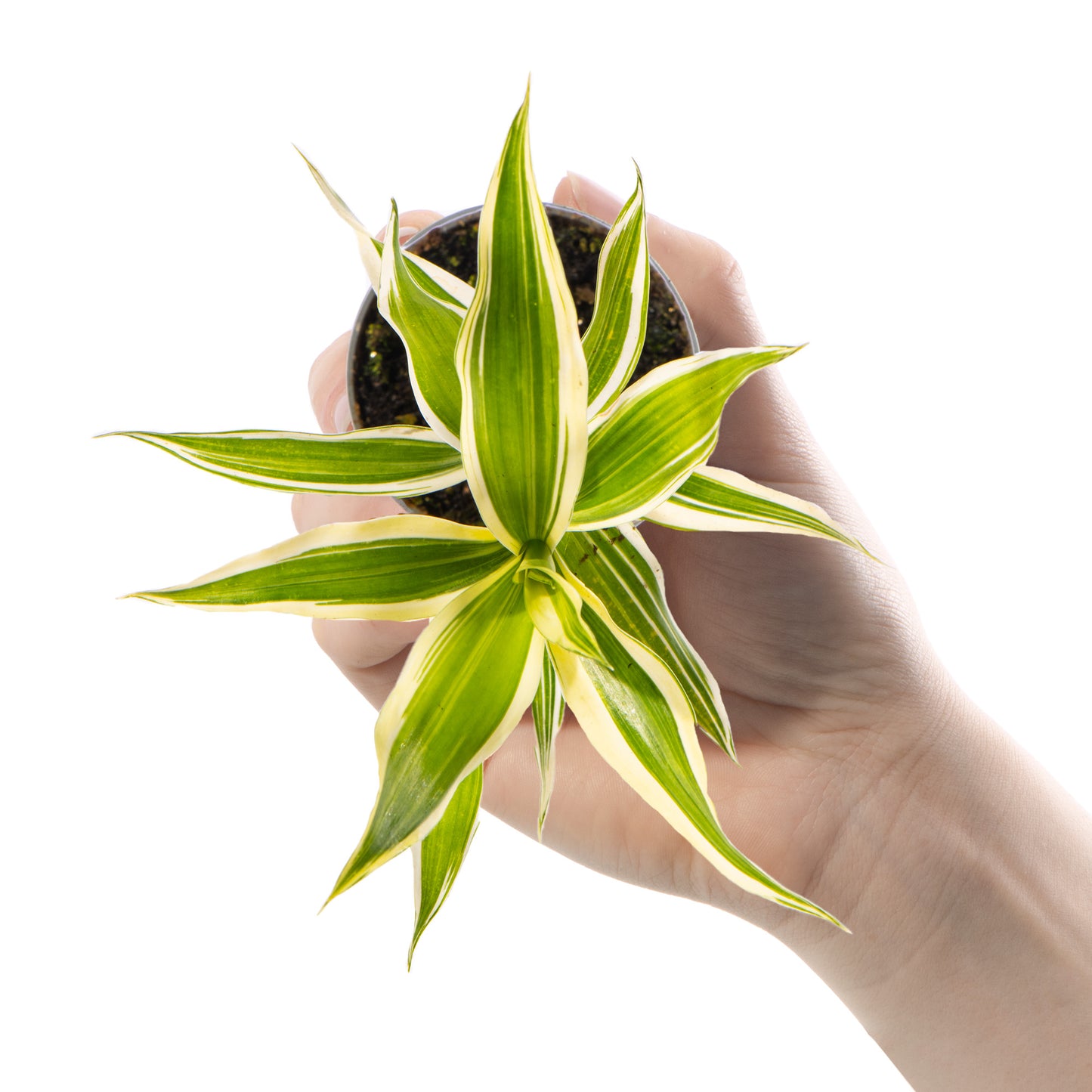 Baby Plants - Dracaena Sanderiana White Stripe