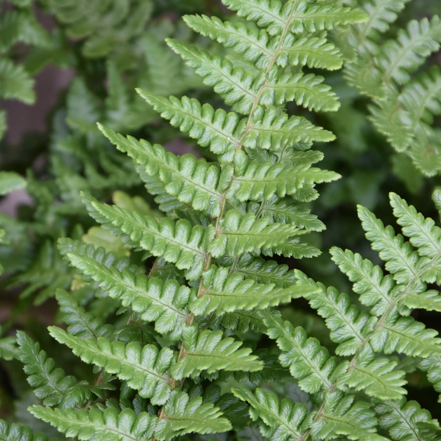 Dryopteris Pinderi