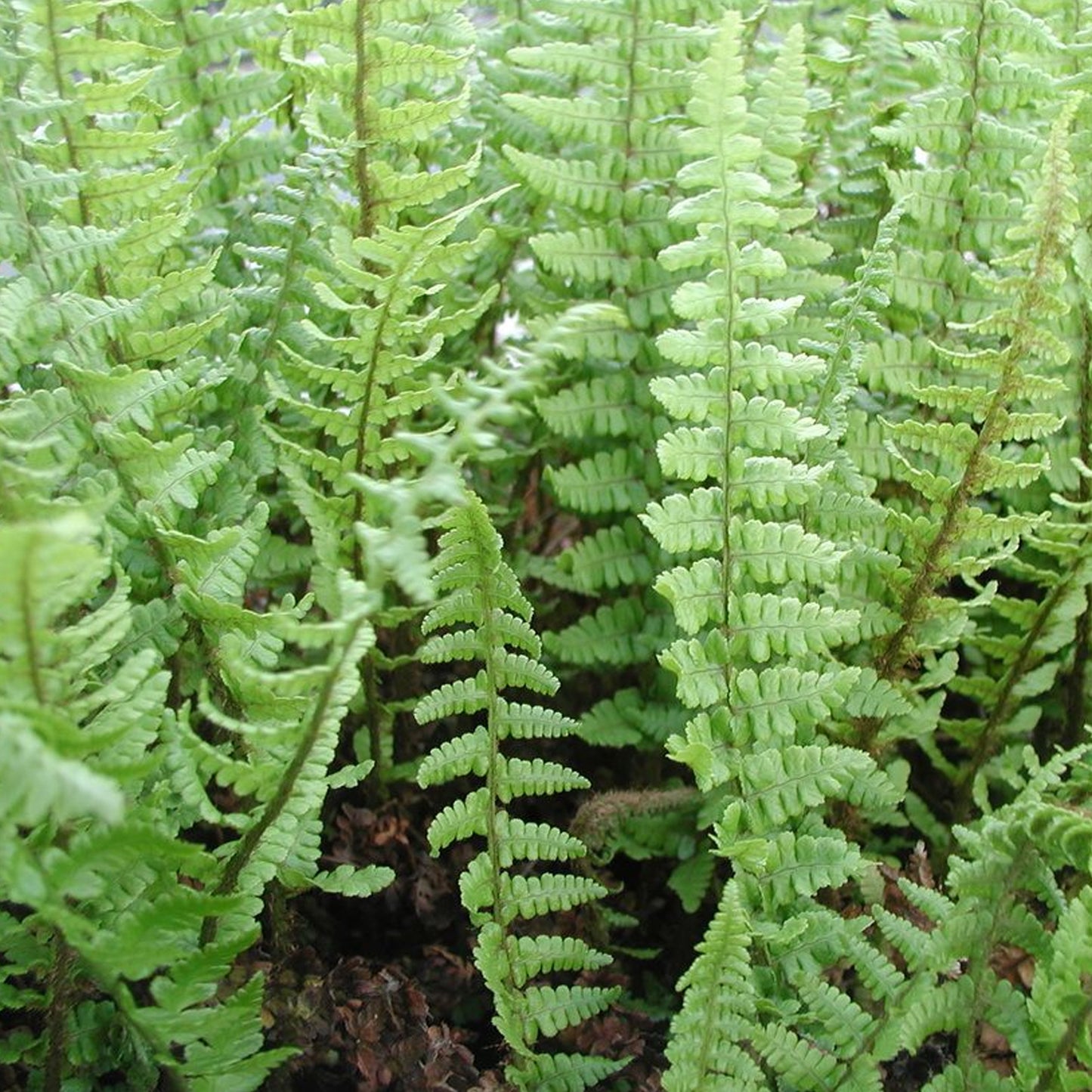 Dryopteris Pinderi