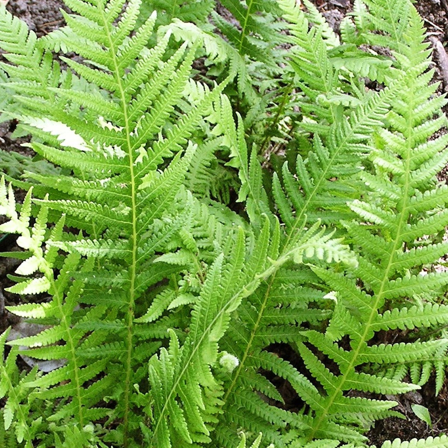 Dryopteris Pinderi