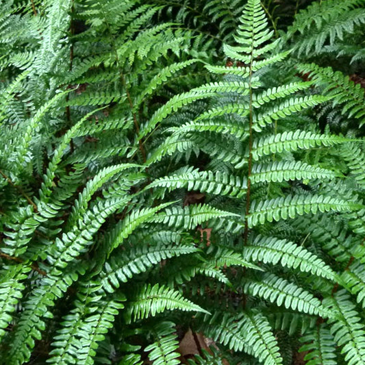 Dryopteris Championii