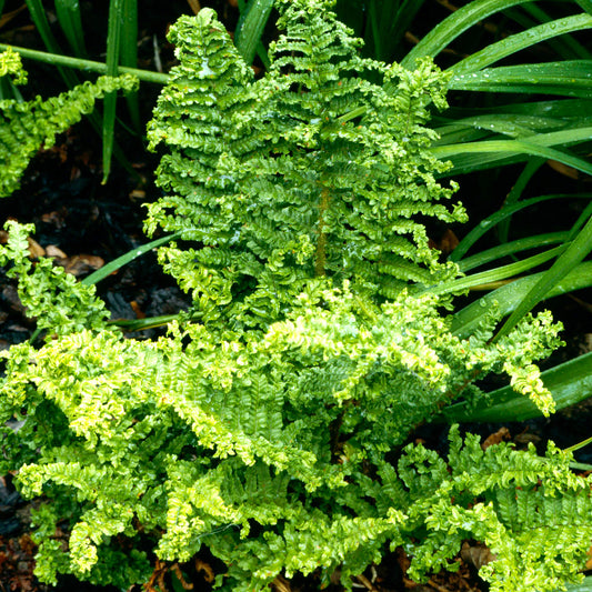 Dryopteris Cripsy Cristata