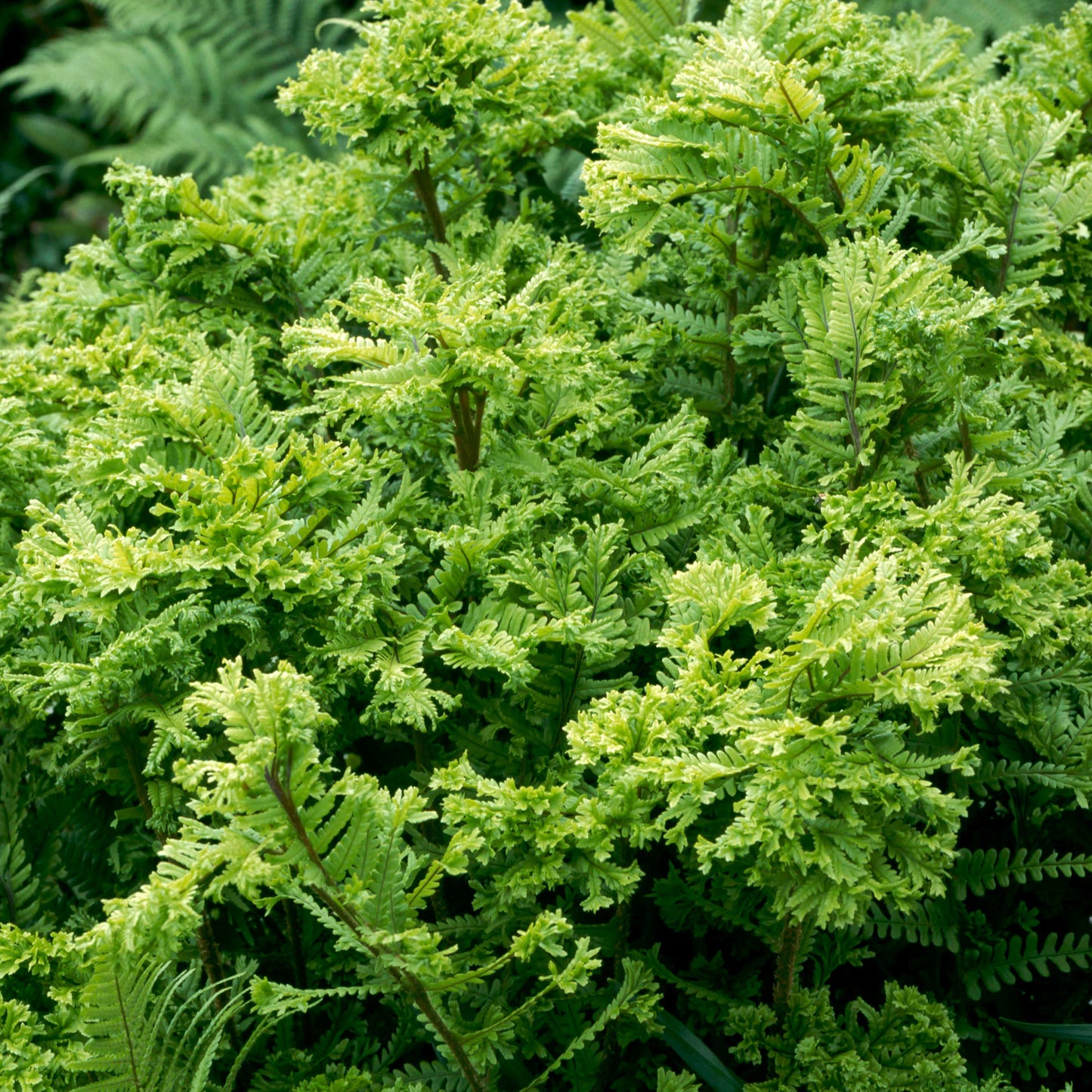 Dryopteris Cristata