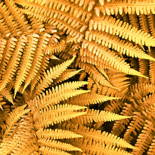 Dryopteris Jurassic Gold