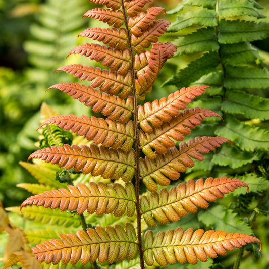 Dryopteris Lepidopoda