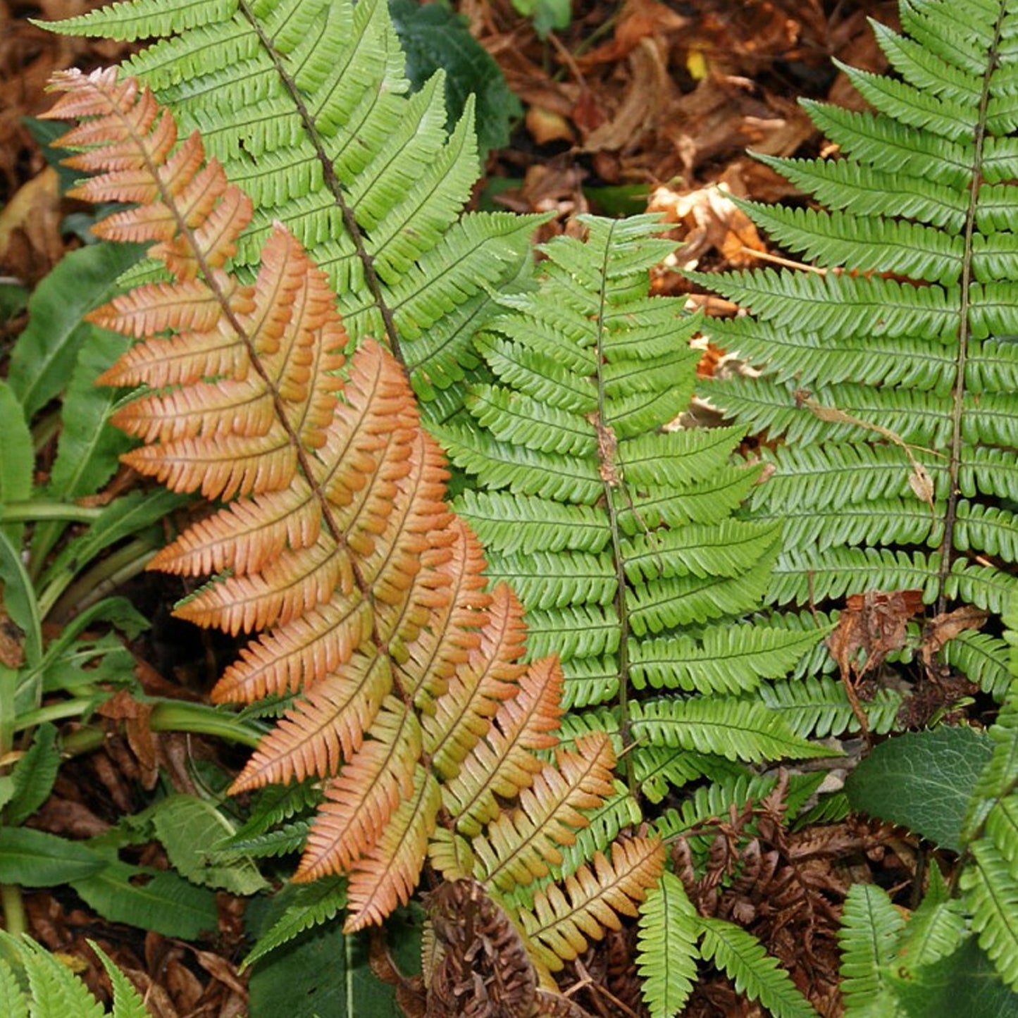 Dryopteris Lepidopoda