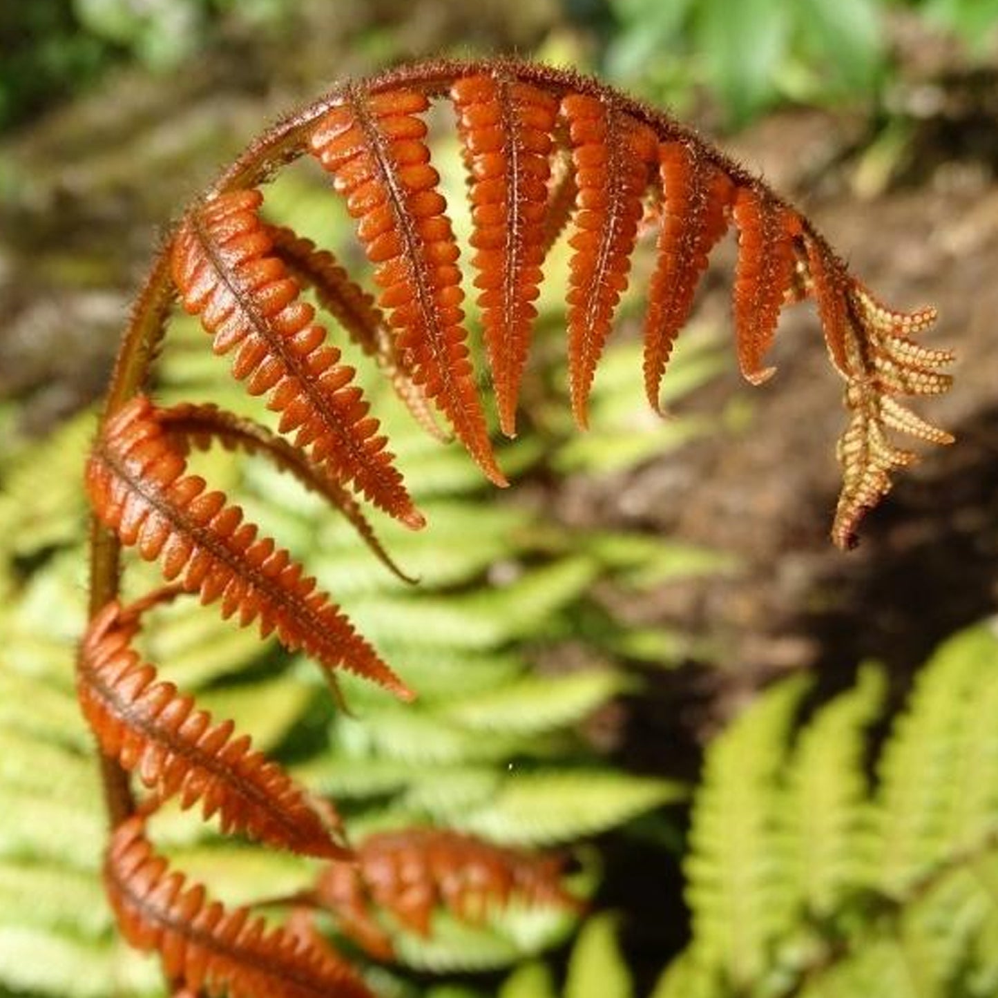 Dryopteris Lepidopoda