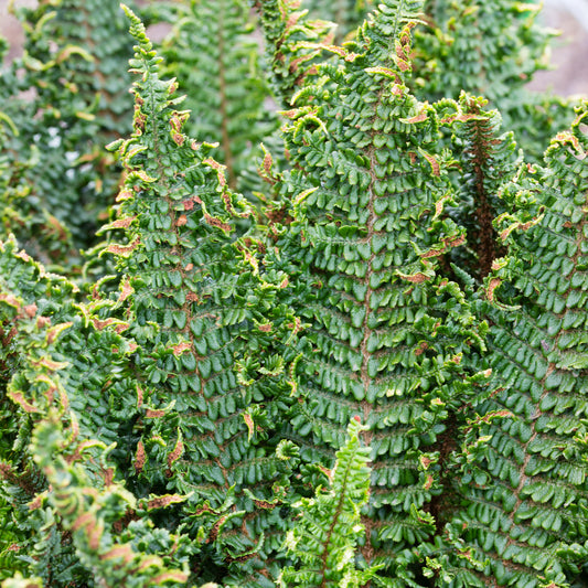 Dryopteris Crispa