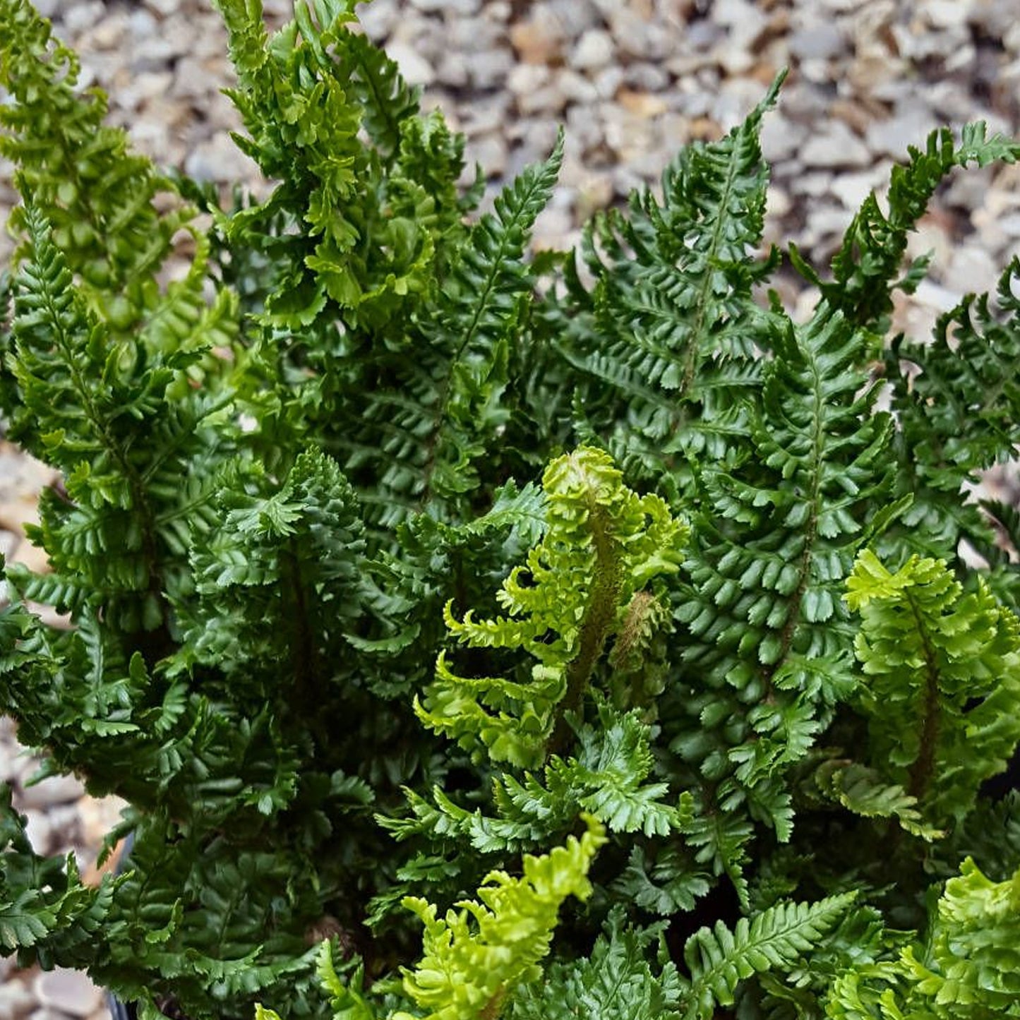 Dryopteris Crispa