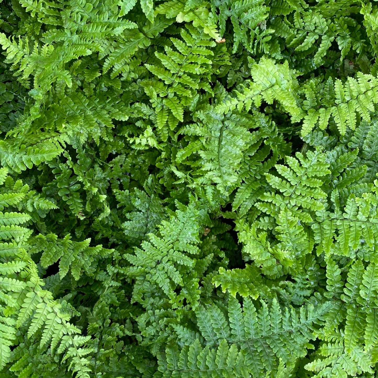 Dryopteris Crispa