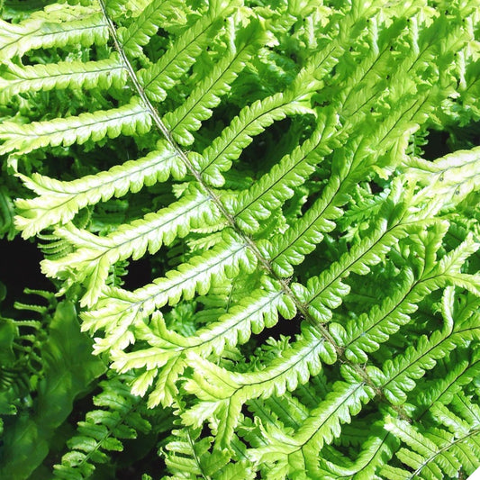 Dryopteris Cristata the King