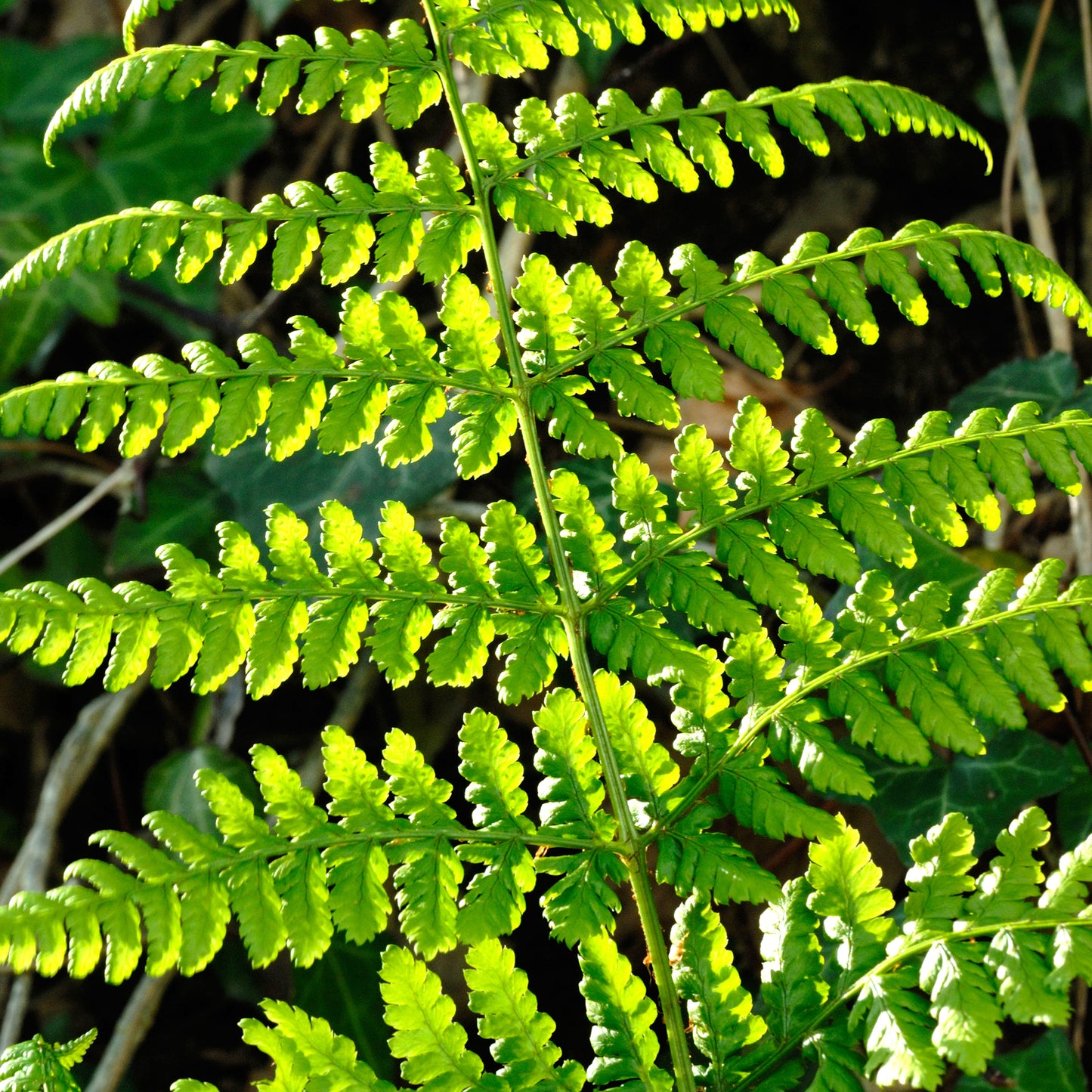 Dryopteris Austriaca