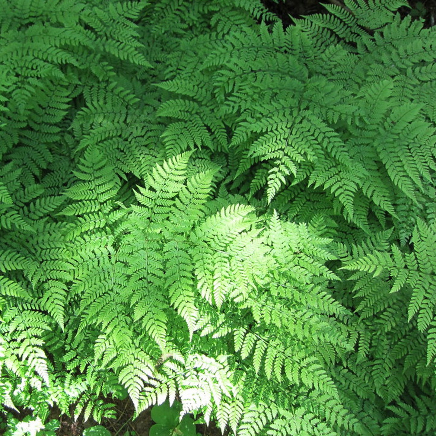 Dryopteris Austriaca