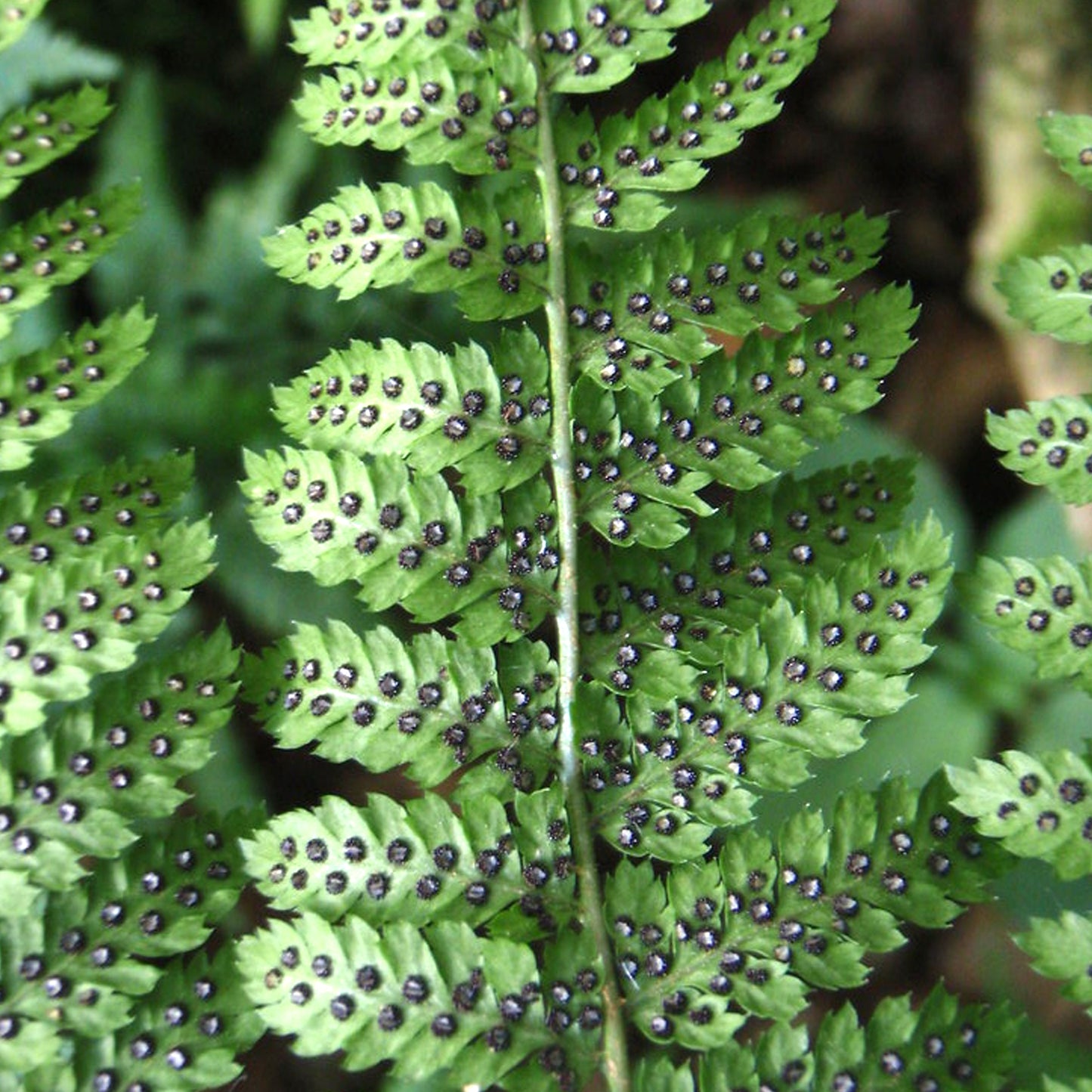 Dryopteris Austriaca