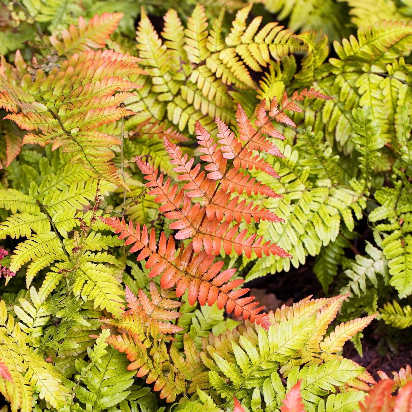 Dryopteris Erythrosora