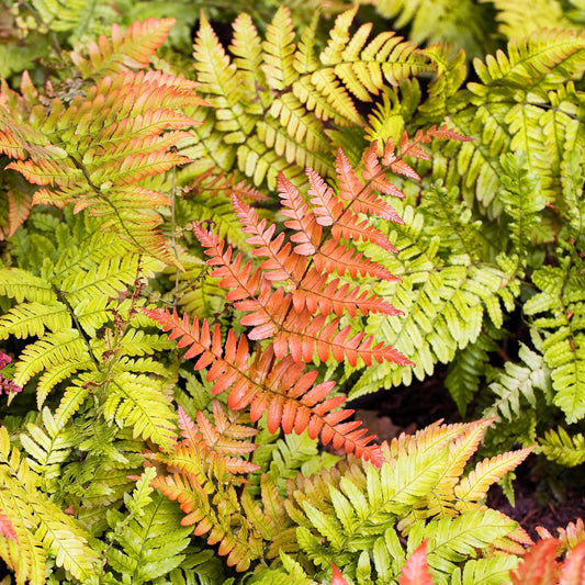 Dryopteris Erythrosora