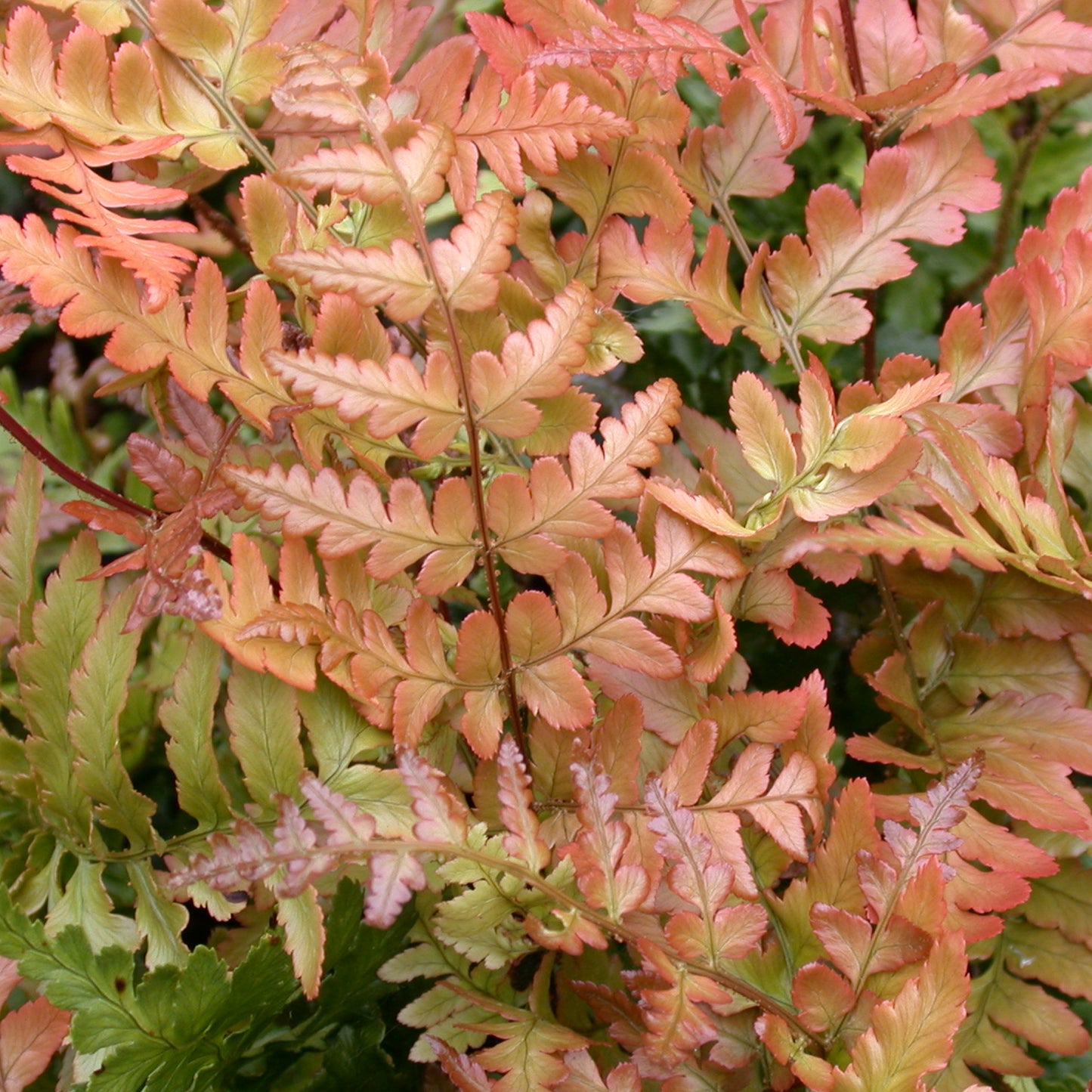 Dryopteris Erythrosora