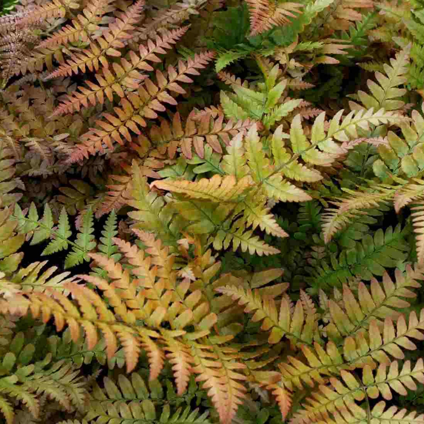 Dryopteris Erythrosora