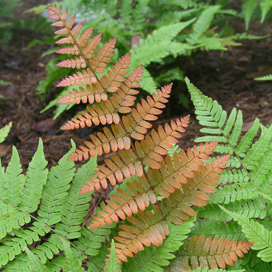 Dryopteris Brilliance