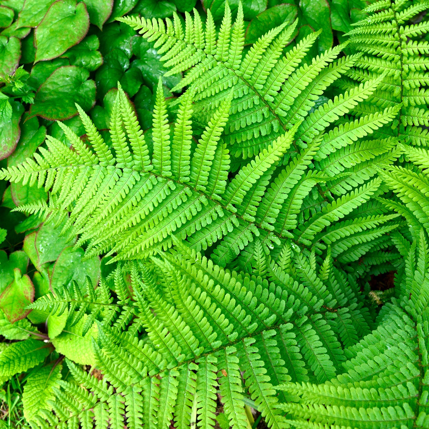 Dryopteris Filix-mas